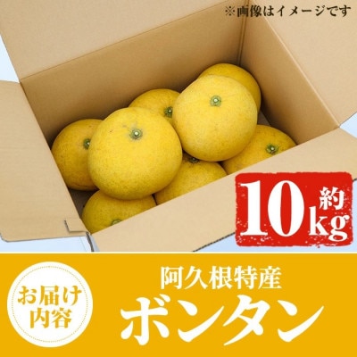 先行予約!2026年1月以降発送 阿久根市特産 ボンタン(10kg) 【松永青果】akn053-28