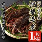 先行予約! 阿久根市 伊勢海老 約1kg【松永青果】akn053-36