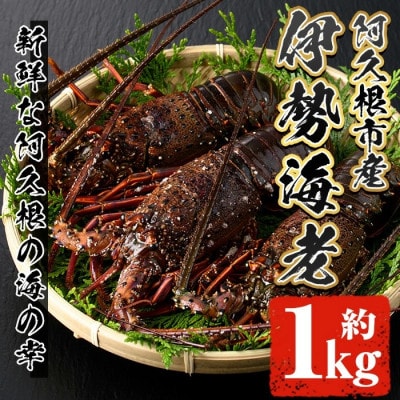 先行予約! 阿久根市 伊勢海老 約1kg【松永青果】akn053-36