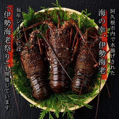 先行予約! 阿久根市 伊勢海老 約1kg【松永青果】akn053-36