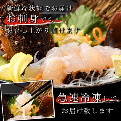 先行予約! 阿久根市 伊勢海老 約1kg【松永青果】akn053-36