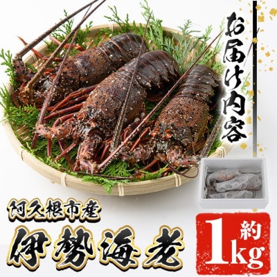 先行予約! 阿久根市 伊勢海老 約1kg【松永青果】akn053-36