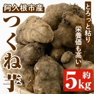 先行予約!11月以降順次発送 つくね芋 (大薯) (約5kg) 【松永青果】akn053-12