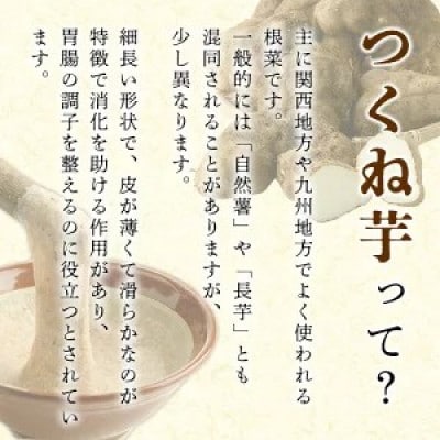 先行予約!11月以降順次発送 つくね芋 (大薯) (約5kg) 【松永青果】akn053-12