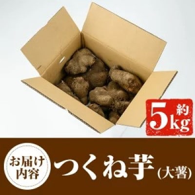 先行予約!11月以降順次発送 つくね芋 (大薯) (約5kg) 【松永青果】akn053-12