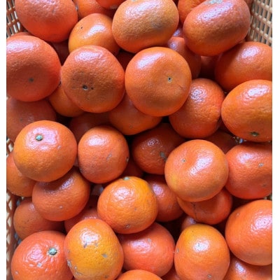 訳ありみはやみかん5kg