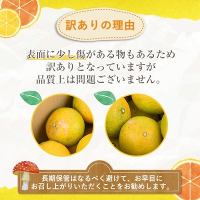 訳あり スイートスプリング 約15kg【松永青果】akn053-41