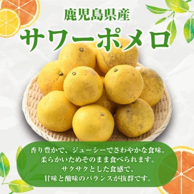 訳あり サワーポメロ 約10kg【2026年1月以降順次発送】【松永青果】akn053-16