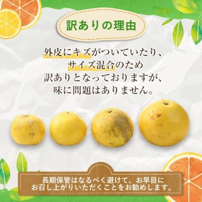 訳あり サワーポメロ 約10kg【2026年1月以降順次発送】【松永青果】akn053-16