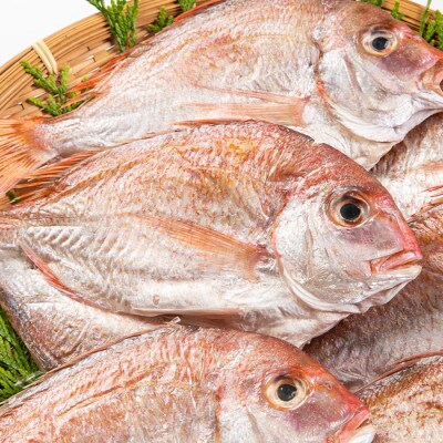 鹿児島産干物セット　新鮮な薩摩の鯛の干物(6枚) (2-100)