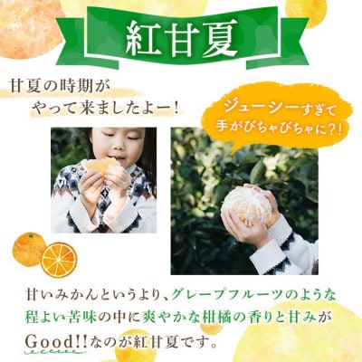 【先行予約受付中!】数量限定!鹿児島県産 紅甘夏 (10kg・2L) 【イロドリ】akn069-10