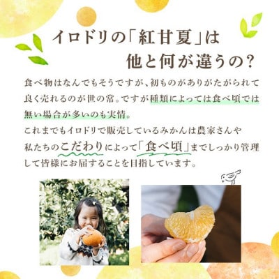 【先行予約受付中!】数量限定!鹿児島県産 紅甘夏 (20kg・2L) 【イロドリ】akn069-11