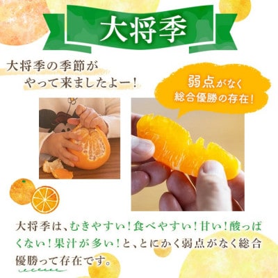 数量限定! 大将季 【テレビで紹介されました! 】(6個・3Lサイズ)【イロドリ】akn069-07