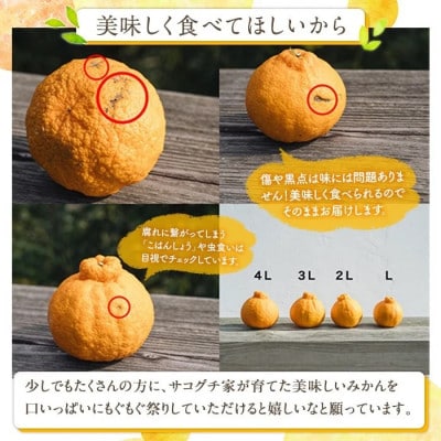 数量限定! 大将季 【テレビで紹介されました! 】(6個・3Lサイズ)【イロドリ】akn069-07