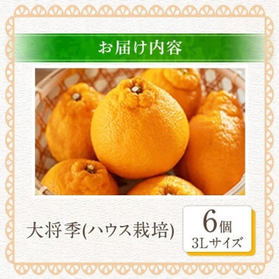 数量限定! 大将季 【テレビで紹介されました! 】(6個・3Lサイズ)【イロドリ】akn069-07