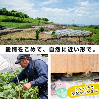 南国グリーンメロン(LAサイズ・3個)【山下農園】a-12-324
