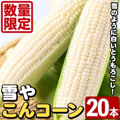 【先行予約】数量限定!極甘!白いとうもろこし「雪やこんコーン」20本【うとさんち】