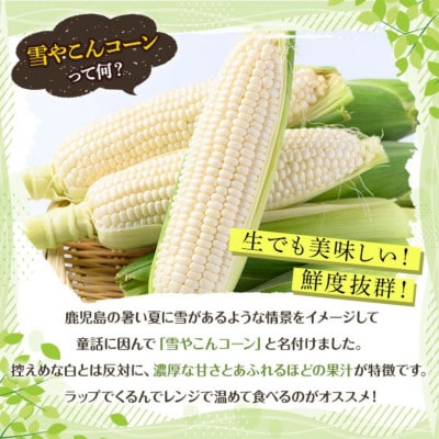 【先行予約】数量限定!極甘!白いとうもろこし「雪やこんコーン」16本【うとさんち】