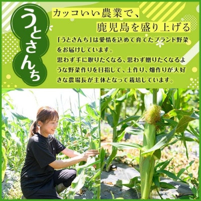 【先行予約】数量限定!極甘!白いとうもろこし「雪やこんコーン」16本【うとさんち】
