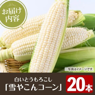 【先行予約】数量限定!極甘!白いとうもろこし「雪やこんコーン」20本【うとさんち】