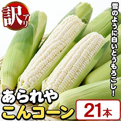 【先行予約】訳あり!白いとうもろこし「あられやこんコーン」21本【うとさんち】a-20-32-z