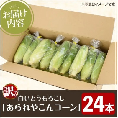 【先行予約】訳あり!白いとうもろこし「あられやこんコーン」24本【うとさんち】a-20-32-z