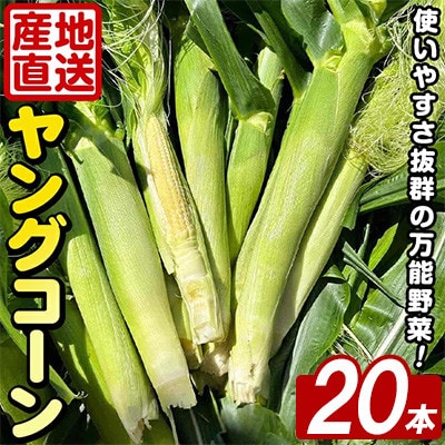 ヤングコーン (20本) 国産 野菜 鹿児島県 阿久根市産　akn067-17