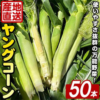 ヤングコーン (50本) 国産 野菜 鹿児島県 阿久根市産