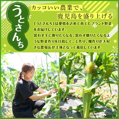 ヤングコーン (50本) 国産 野菜 鹿児島県 阿久根市産
