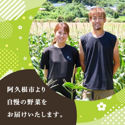 スティックセニョール (1.5kg)  鹿児島県 阿久根市産 ブロッコリー