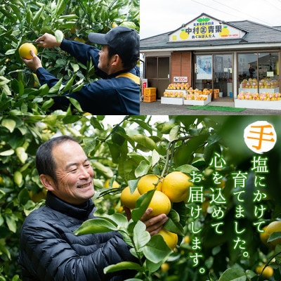 【先行予約　2025年3月より順次発送】【訳アリ】サワーポメロ(約7kg)【中村青果】a-10-46