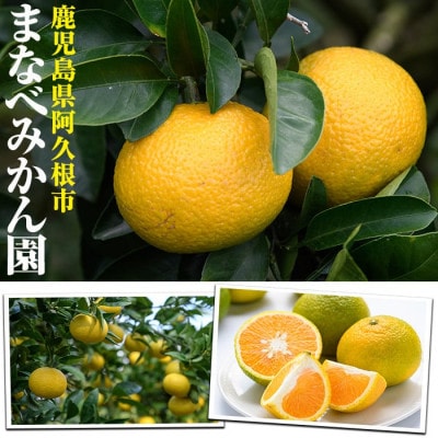 【先行予約受付中!】まなべみかん園の紅八朔 (約10kg) 【まなべみかん園】akn034-05