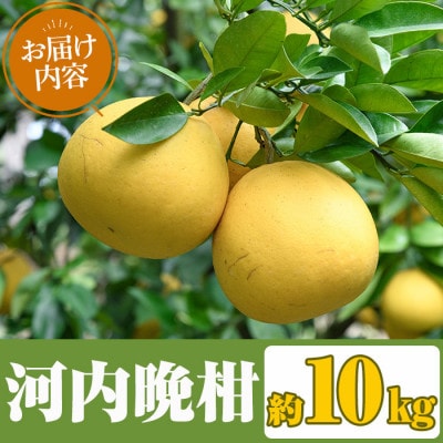 【先行予約受付中!】まなべみかん園の河内晩柑 (約10kg) 【まなべみかん園】akn034-04