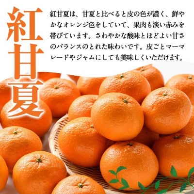 【先行予約受付中!】 数量限定 紅甘夏 (約10kg)【桐野柑橘】akn070-08