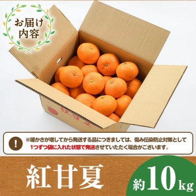 【先行予約受付中!】 数量限定 紅甘夏 (約10kg)【桐野柑橘】akn070-08
