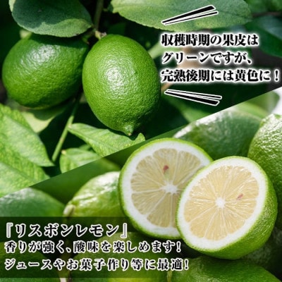 先行予約! 数量限定! リスボングリーンレモン 約5kg【桐野柑橘】akn070-14