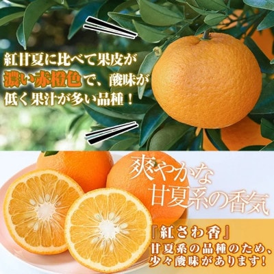 【先行予約受付中!】 数量限定 紅さわ香 約10kg 【桐野柑橘】akn070-03