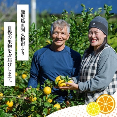 【先行予約受付中!】 数量限定 紅さわ香 約10kg 【桐野柑橘】akn070-03