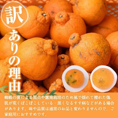 先行予約!【訳あり・数量限定】無加温ハウス 不知火 約5kg 【桐野柑橘】akn070-12