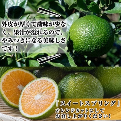 先行予約!数量限定! スイートスプリング (グリーン) 約5kg【桐野柑橘】akn070-05