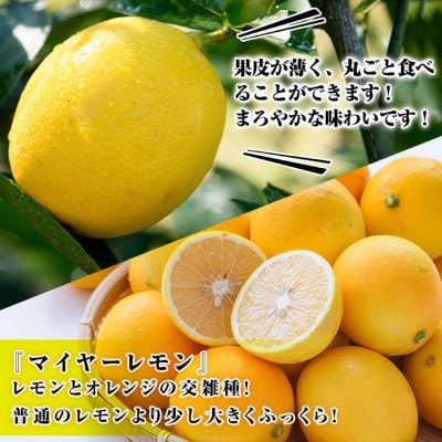 先行予約! 数量限定! 露地マイヤーイエローレモン 約5kg【桐野柑橘】akn070-11