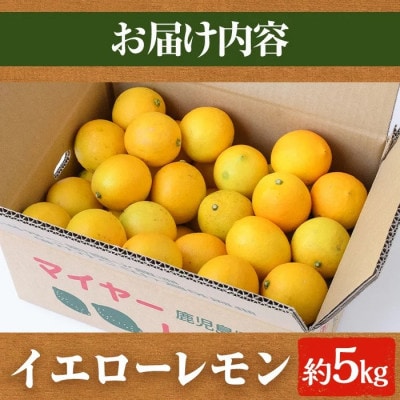 先行予約! 数量限定! 露地マイヤーイエローレモン 約5kg【桐野柑橘】akn070-11