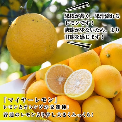 先行予約! 数量限定! 冷蔵品マイヤーイエローレモン 約5kg【桐野柑橘】akn070-13