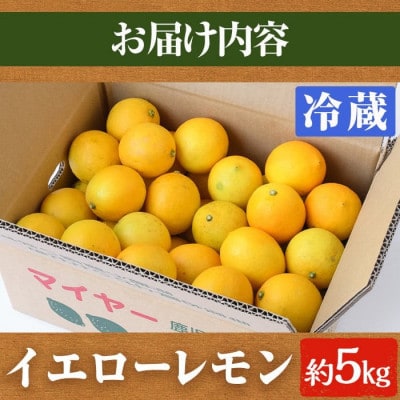 先行予約! 数量限定! 冷蔵品マイヤーイエローレモン 約5kg【桐野柑橘】akn070-13