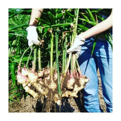生姜パウダー　25g×7袋