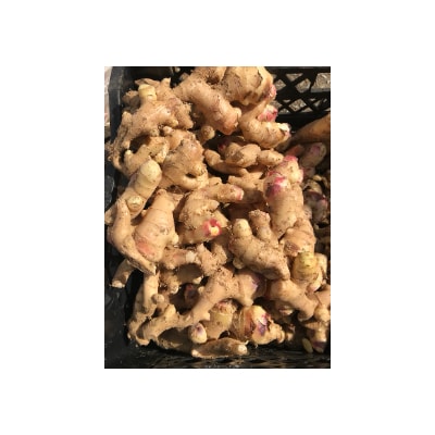 京築新生姜　3kg