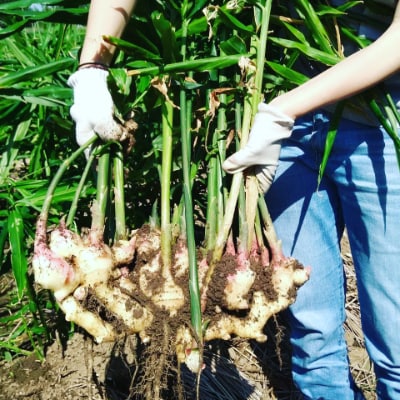 京築新生姜　3kg