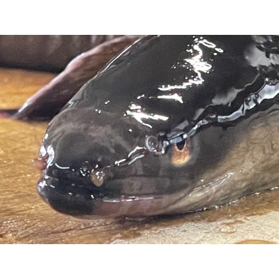 びわこの天然うなぎ蒲焼　一子相伝のたれで焼く 約500グラム　1本