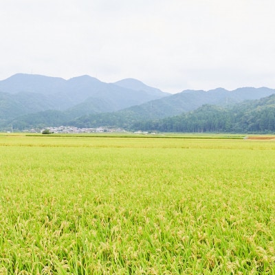 【近江米】　愛荘町産　きぬひかり　10kg(5kg×2)