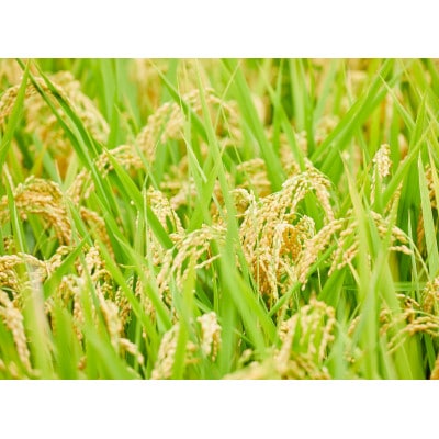 【近江米】　愛荘町産　きぬひかり　10kg(5kg×2)